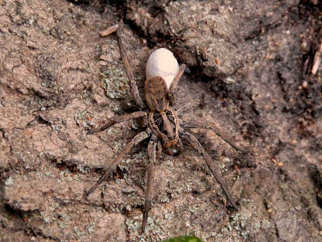 Hogna radiata con ovisacco - S. Teresa Gallura (OT)